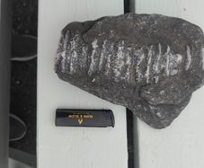 9 inch long fossil
