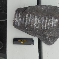 9 inch long fossil