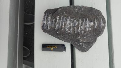 9 inch long fossil