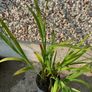 Crocosmia Montbretia Image 2