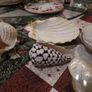 Decorative Shells Image 4