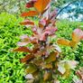 Fagus dawyck purple Image 4