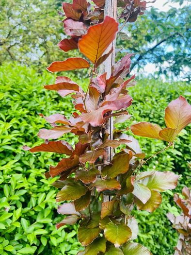 Fagus dawyck purple