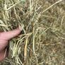 June Irish Hay&Haylage Image 6