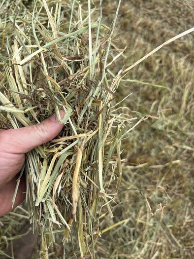 June Irish Hay&Haylage