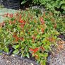 Laurel Hedging Cheap One Euro Image 7