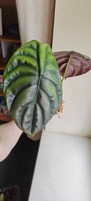 Large Alocasia Cuprea Red Secret