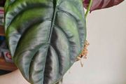 Large Alocasia Cuprea Red Secret