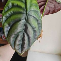 Large Alocasia Cuprea Red Secret