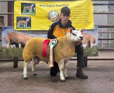Pbr Texel Rams
