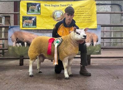 Pbr Texel Rams