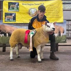 Pbr Texel Rams