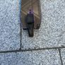 Kids Scooter - perfect condition Image 6