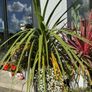 Cordyline palm tree Image 3