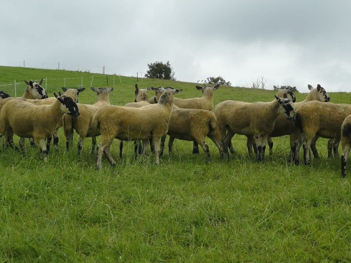 24 Scotch Mule Hogget Ewes