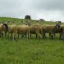 24 Scotch Mule Hogget Ewes Image 7