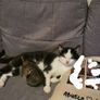 kitten and cat Image 2