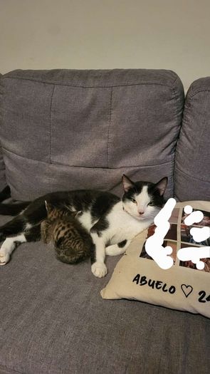 kitten and cat