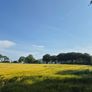 Wholecrop Image 3