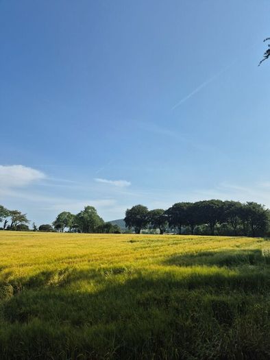 Wholecrop