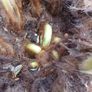 4ft+ Dicksonia Antartica tree fern thick trunk Image 3