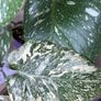 Monstera Starlight Image 3