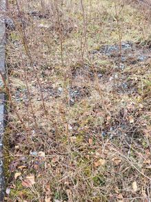Silver birch trees
