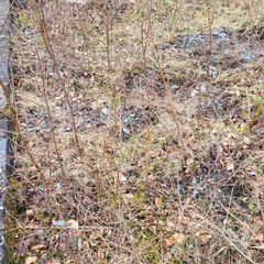 Silver birch trees