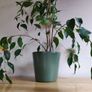 Ficus benjamina houseplant planted in a green ceramic pot Image 2