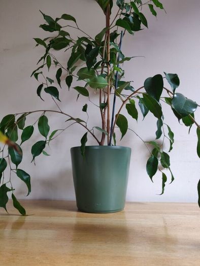 Ficus benjamina houseplant planted in a green ceramic pot