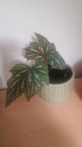 flowers begonia