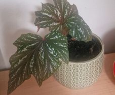 flowers begonia