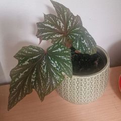 flowers begonia