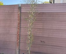 borinda KR 7613 - bamboo