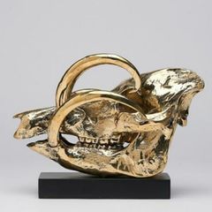 Wild Pig Skull (30cm) - Polished Bronze