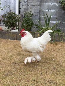 Bantam Rooster