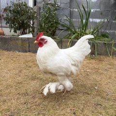 Bantam Rooster