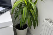 Dracaena Lemon Lime / Dragon Tree Indoor Plant with White Pot