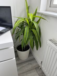 Dracaena Lemon Lime / Dragon Tree Indoor Plant with White Pot