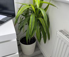 Dracaena Lemon Lime / Dragon Tree Indoor Plant with White Pot