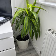 Dracaena Lemon Lime / Dragon Tree Indoor Plant with White Pot