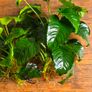 Anubias Collection Image 2