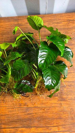 Anubias Collection