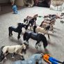 Schleich Horses Image 7