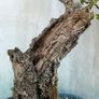 Bonsai Image 3