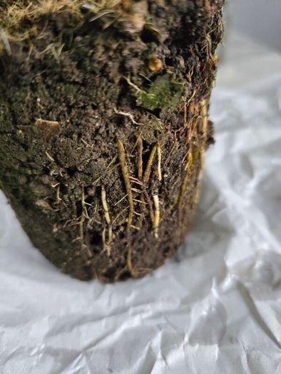 Home indoor plants