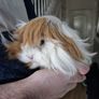 3 guinea pigs Image 2
