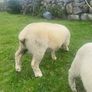 Dorset rams Image 2