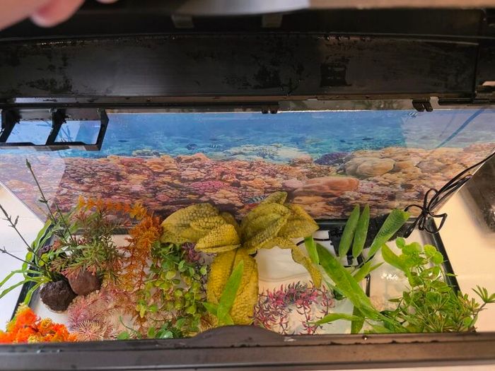 Ciano aquarium 80 lt