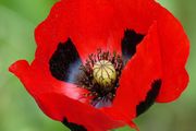 (P) Poppy Ladybird seeds 0.1g (415731)